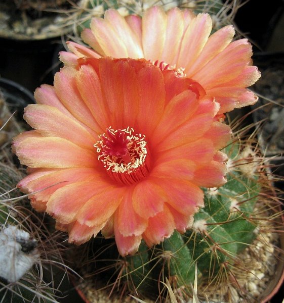 Notocactus ottonis var. vencluianus 2